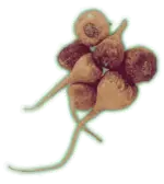 Maca Root
